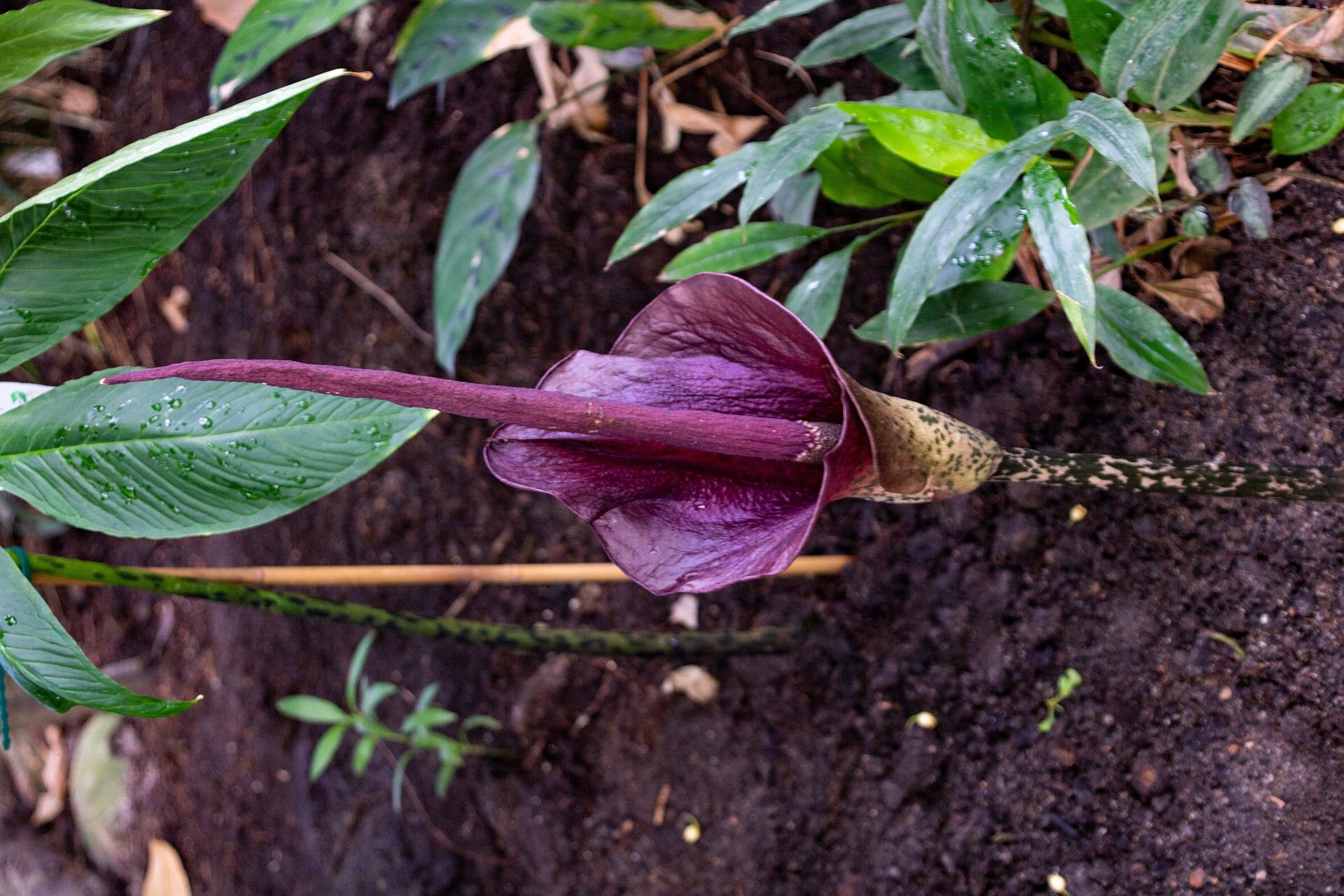 nietypowe kwiaty w ogrodzie